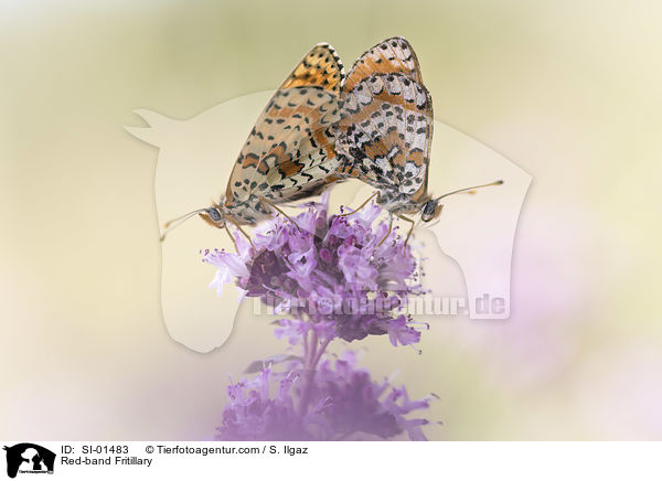 Roter Scheckenfalter / Red-band Fritillary / SI-01483