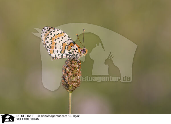 Roter Scheckenfalter / Red-band Fritillary / SI-01518