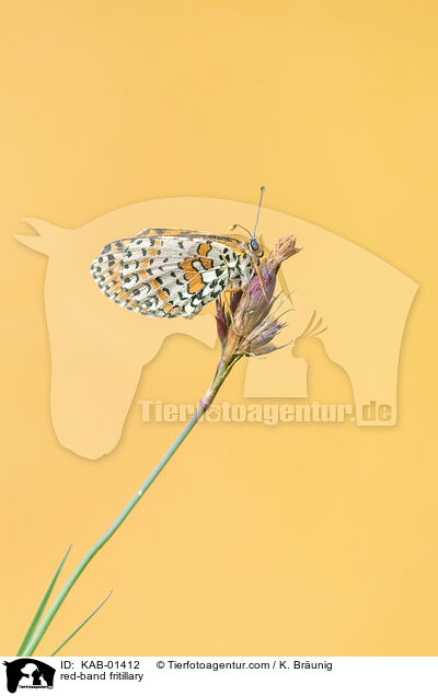 Roter Scheckenfalter / red-band fritillary / KAB-01412