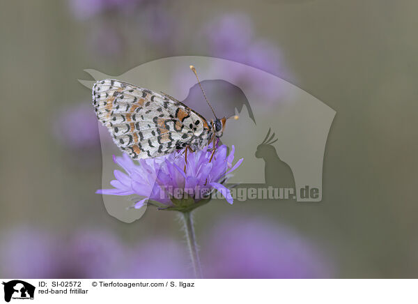 Roter Scheckenfalter / red-band fritillar / SI-02572