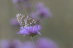 red-band fritillar