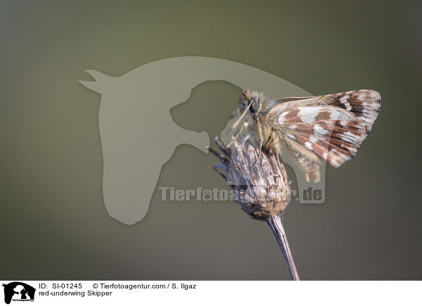 Roter Wrfel-Dickkopffalter / red-underwing Skipper / SI-01245