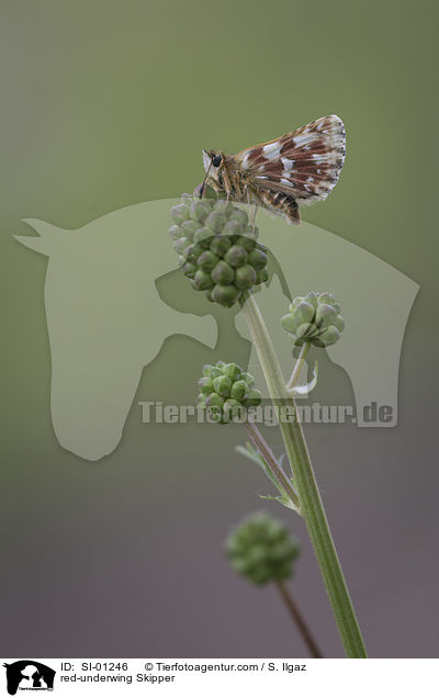 Roter Wrfel-Dickkopffalter / red-underwing Skipper / SI-01246