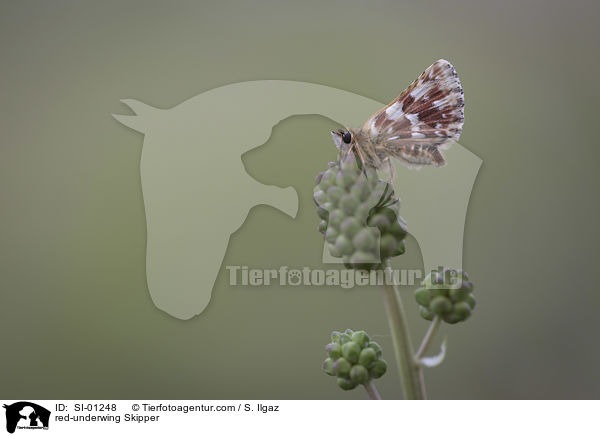 Roter Wrfel-Dickkopffalter / red-underwing Skipper / SI-01248