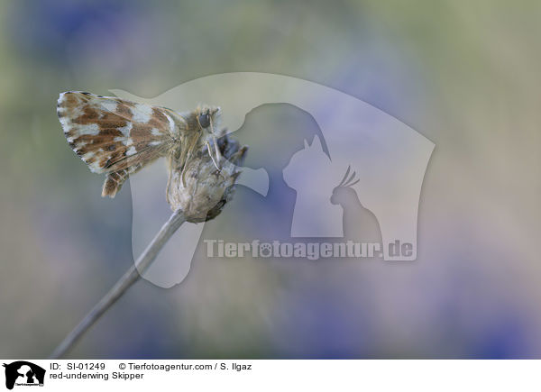 Roter Wrfel-Dickkopffalter / red-underwing Skipper / SI-01249