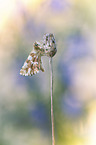 red-underwing Skipper