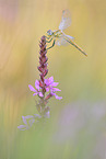 red-veined darter