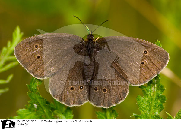 butterfly / DV-01226