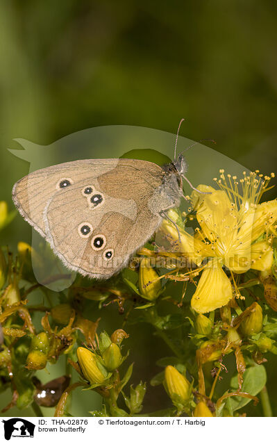 brown butterfly / THA-02876