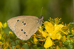 brown butterfly