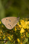brown butterfly