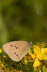 brown butterfly