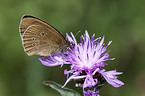 brush-footed butterfly