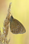 brush-footed butterfly