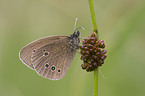 brush-footed butterfly