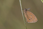 ringlet butterfly