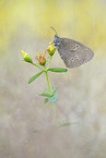 ringlet butterfly