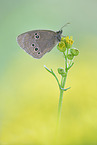 ringlet butterfly
