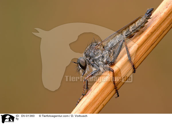Raubfliege / fly / DV-01360