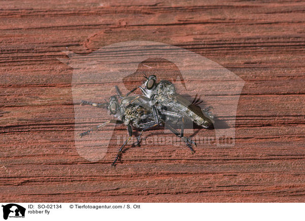 Raubfliege / robber fly / SO-02134