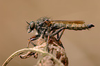 fly