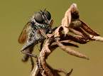 fly