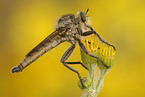 robber fly