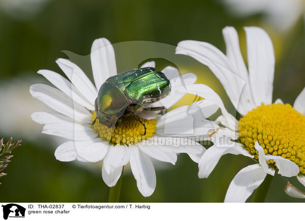 Rosenkfer / green rose chafer / THA-02837