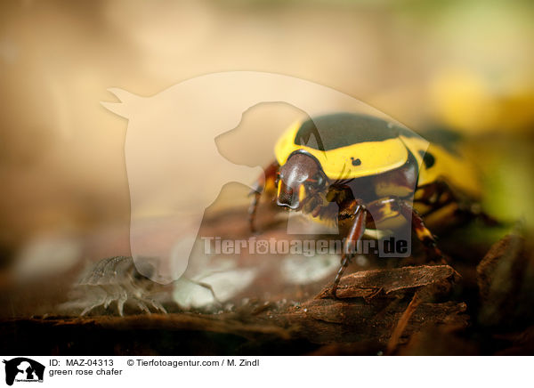 Rosenkfer / green rose chafer / MAZ-04313