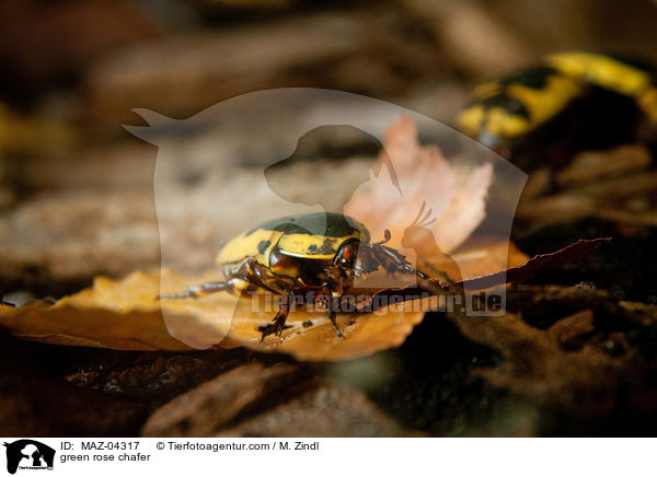 Rosenkfer / green rose chafer / MAZ-04317