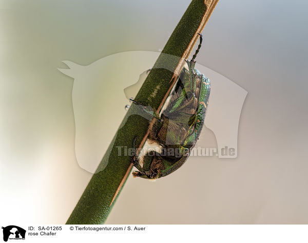 Goldglnzender Rosenkfer / rose Chafer / SA-01265