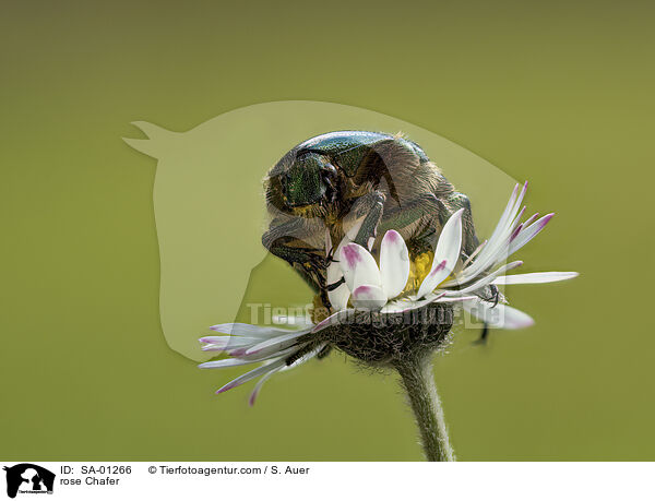 Goldglnzender Rosenkfer / rose Chafer / SA-01266