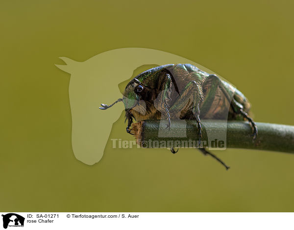 Goldglnzender Rosenkfer / rose Chafer / SA-01271
