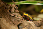 green rose chafer