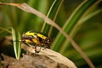 green rose chafer