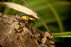 green rose chafer