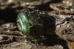 Rose Chafer