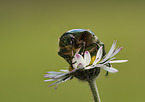 rose Chafer