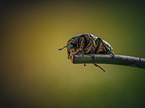 green rose chafer