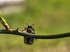 goldsmith beetle
