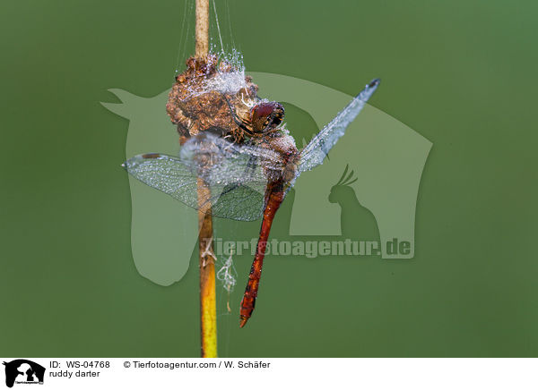 Blutrote Heidelibelle / ruddy darter / WS-04768