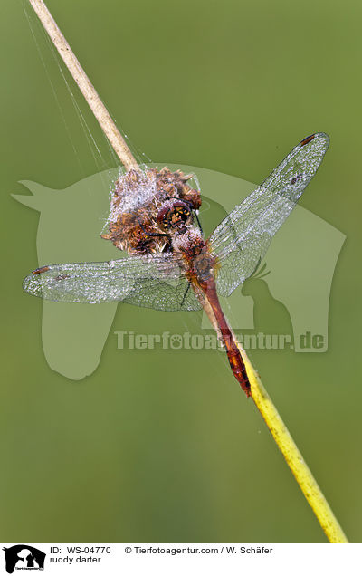 Blutrote Heidelibelle / ruddy darter / WS-04770