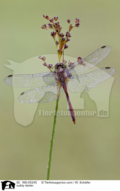Blutrote Heidelibelle / ruddy darter / WS-05245