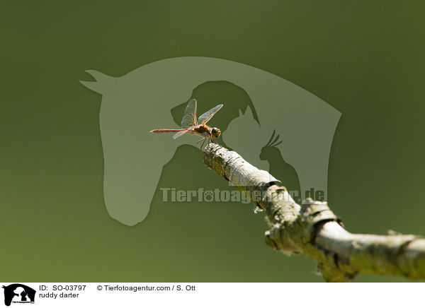 Blutrote Heidelibelle / ruddy darter / SO-03797