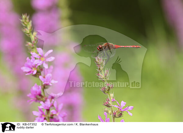 Blutrote Heidelibelle / ruddy darter / KB-07352