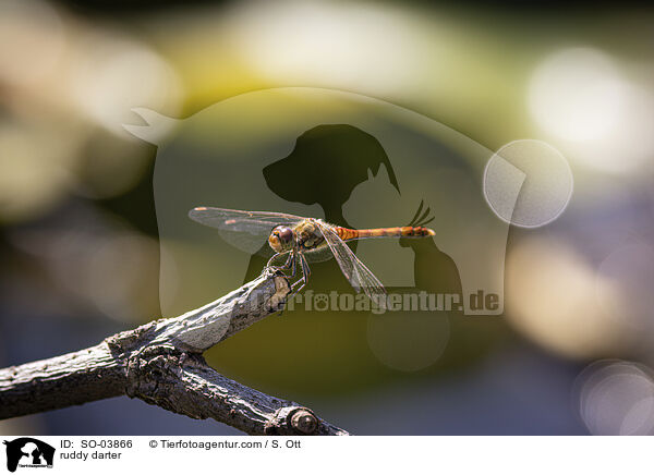 Blutrote Heidelibelle / ruddy darter / SO-03866