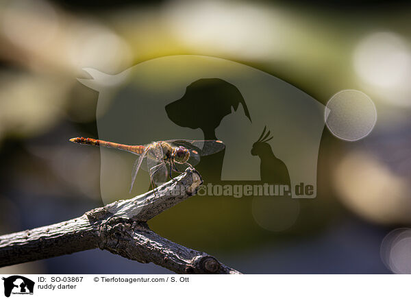 Blutrote Heidelibelle / ruddy darter / SO-03867