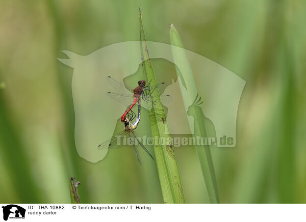 Blutrote Heidelibelle / ruddy darter / THA-10882