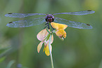 ruddy darter