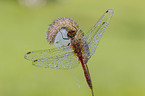 ruddy darter